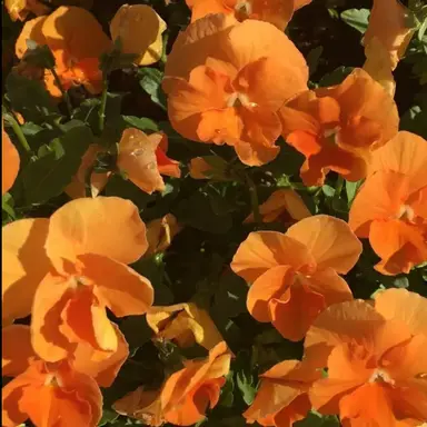 Profile image of 늑대