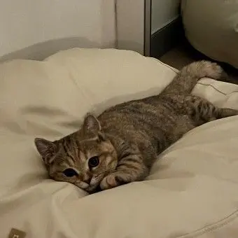 Profile image of 애옹이