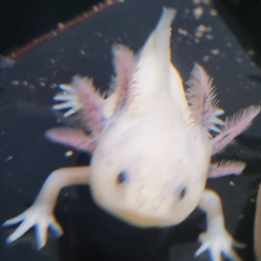 우파루파