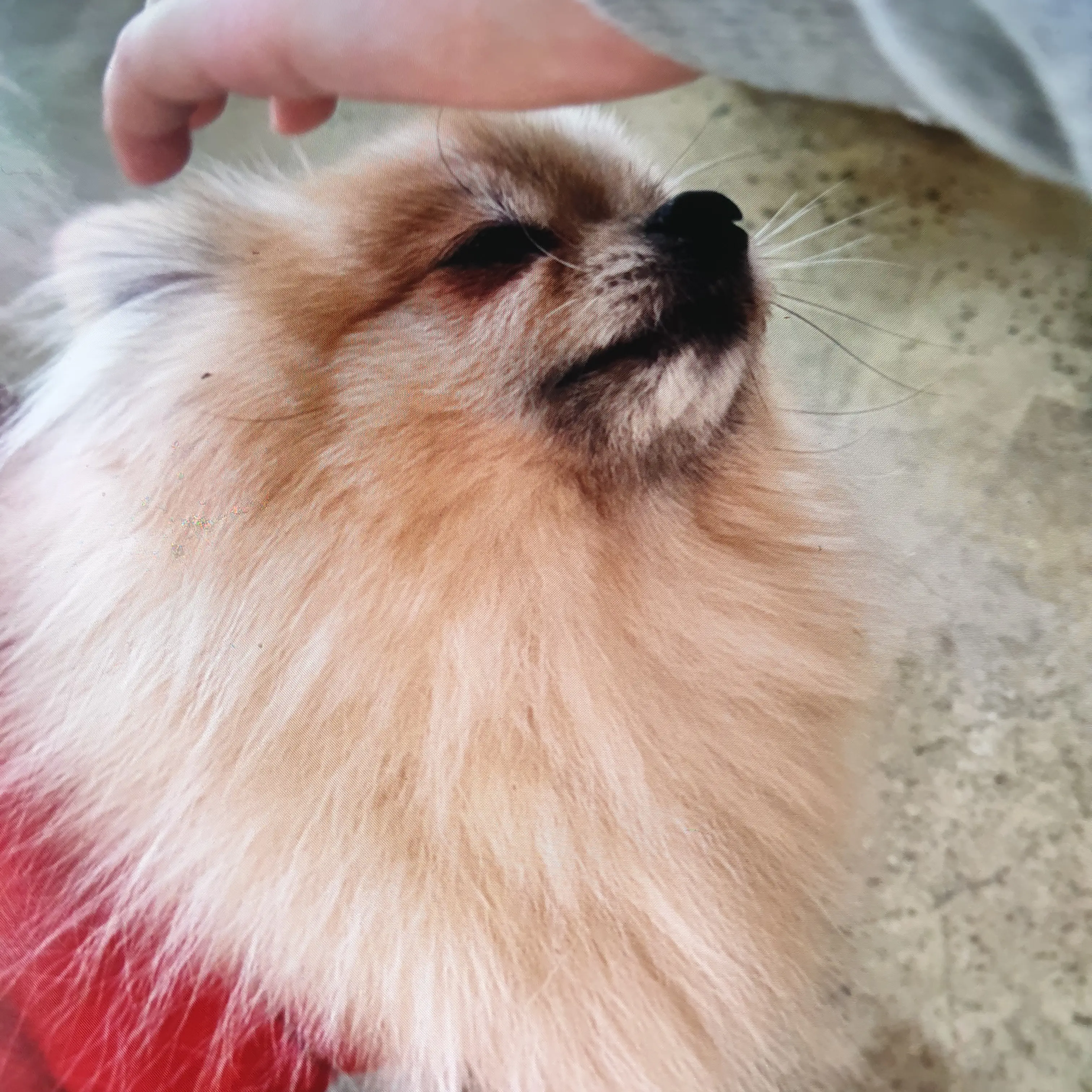 MeanDingo3950의 말할수있는 강아지를 대려가 키우자