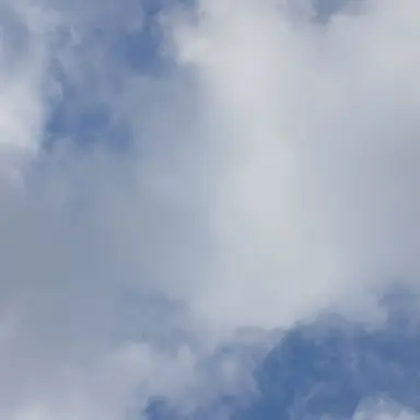 Profile image of 코쵸우 시노부