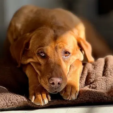 Profile image of 포레스트