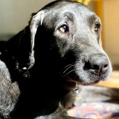 Profile image of 윌로우