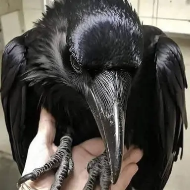 Profile image of 레이븐