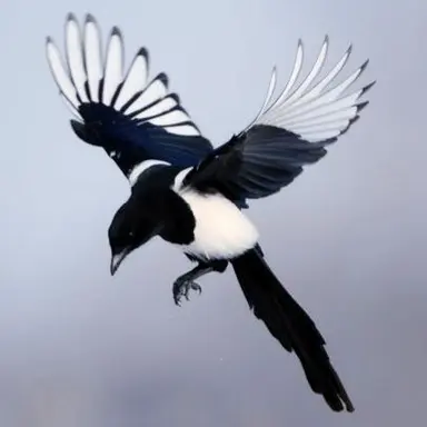 Profile image of 매그파이