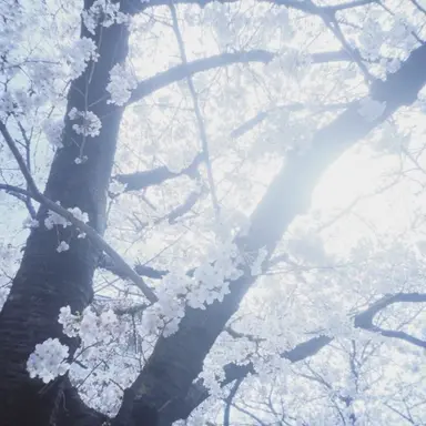 Profile image of 滝夜叉丸