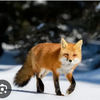 Profile image of 여우