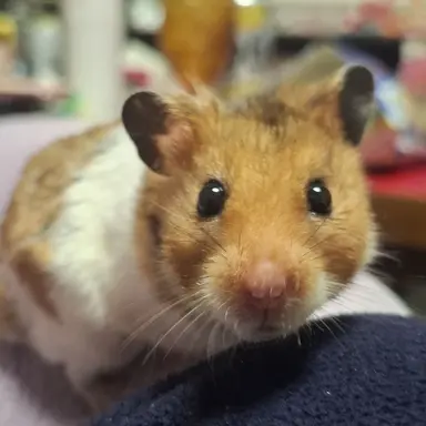 Profile image of キリ