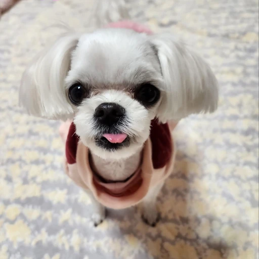 당신은  아이브의 멤버 입니다