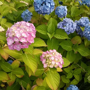 Profile image of はるな