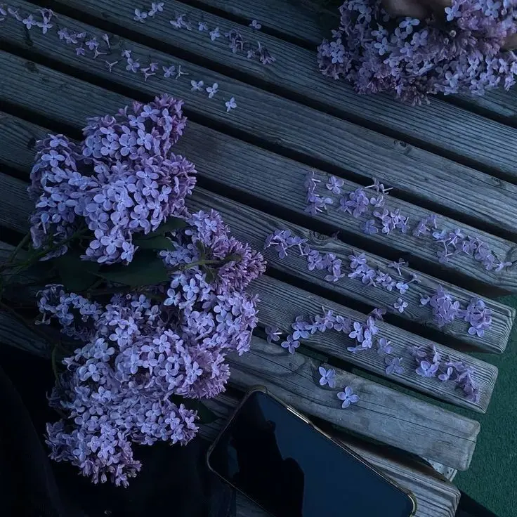 Myosotis.의 ライラック