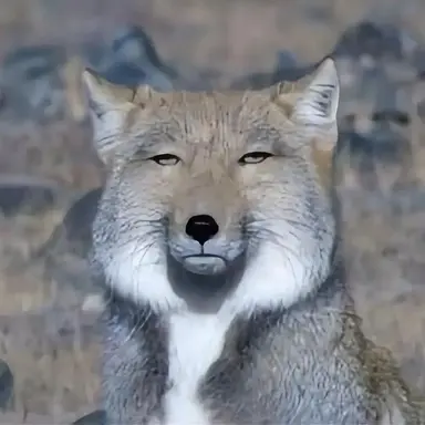 Profile image of 角名倫太郎