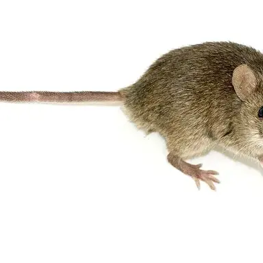 Profile image of ネズミ先生