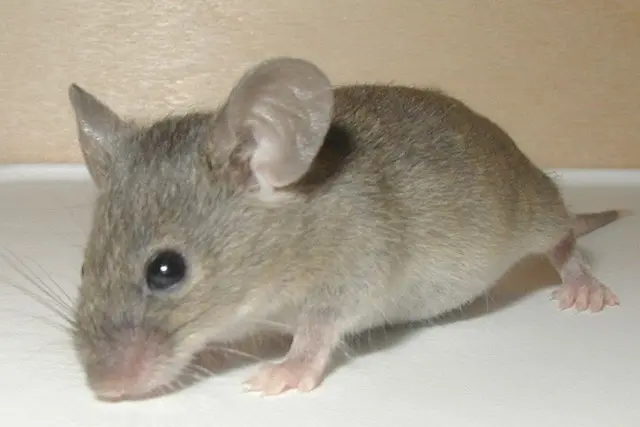 Profile image of ネズミ先生