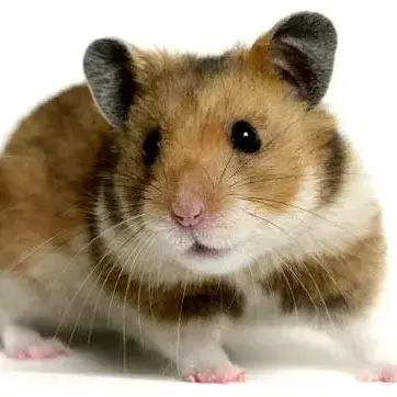 Profile image of 행스터
