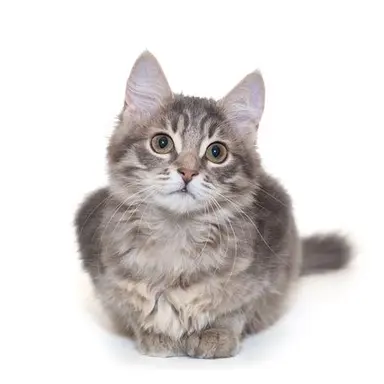 Profile image of 고양시