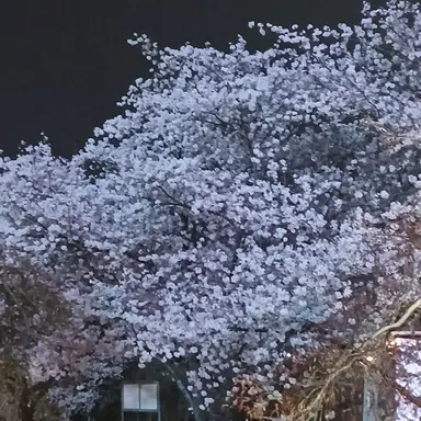 Profile image of 가민