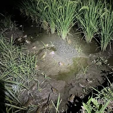 Profile image of Frogs