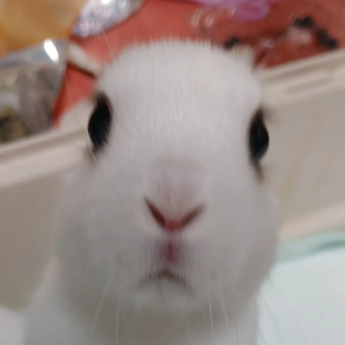 토리
