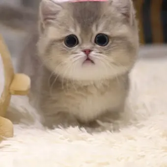 RH_riahn의 율무 - 고양이