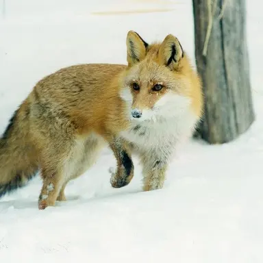 Profile image of 여우