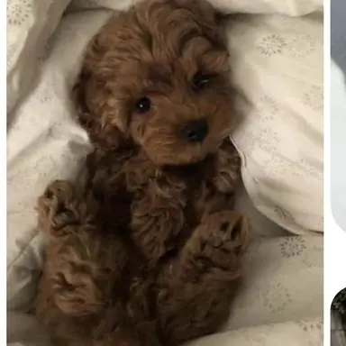 Profile image of Cookie