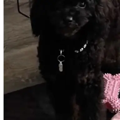Profile image of Oreo