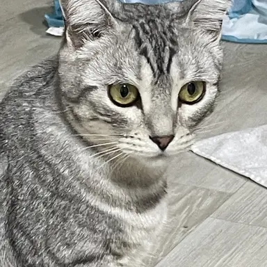 Profile image of 강철