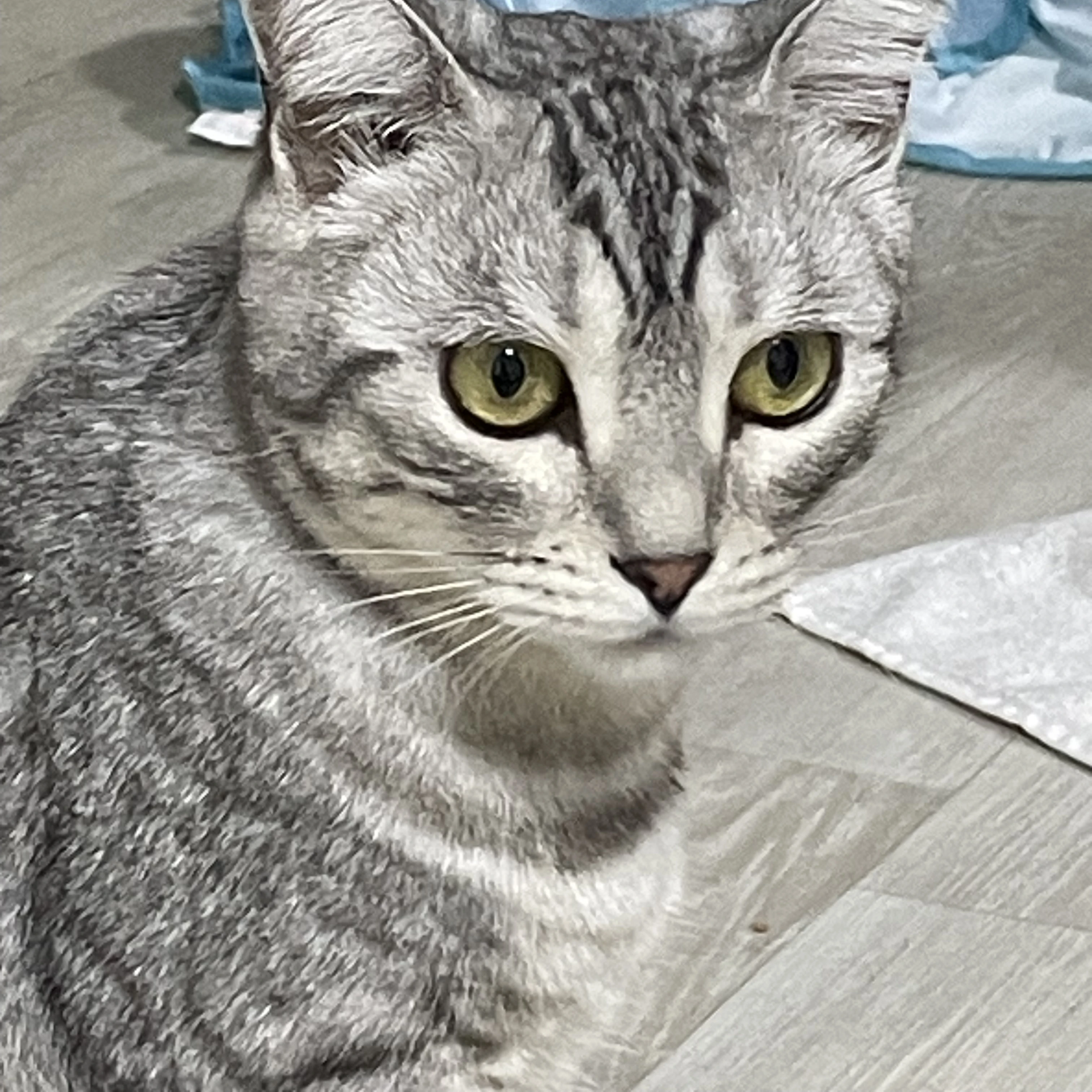 강철