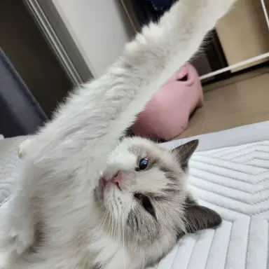 Profile image of 고양이