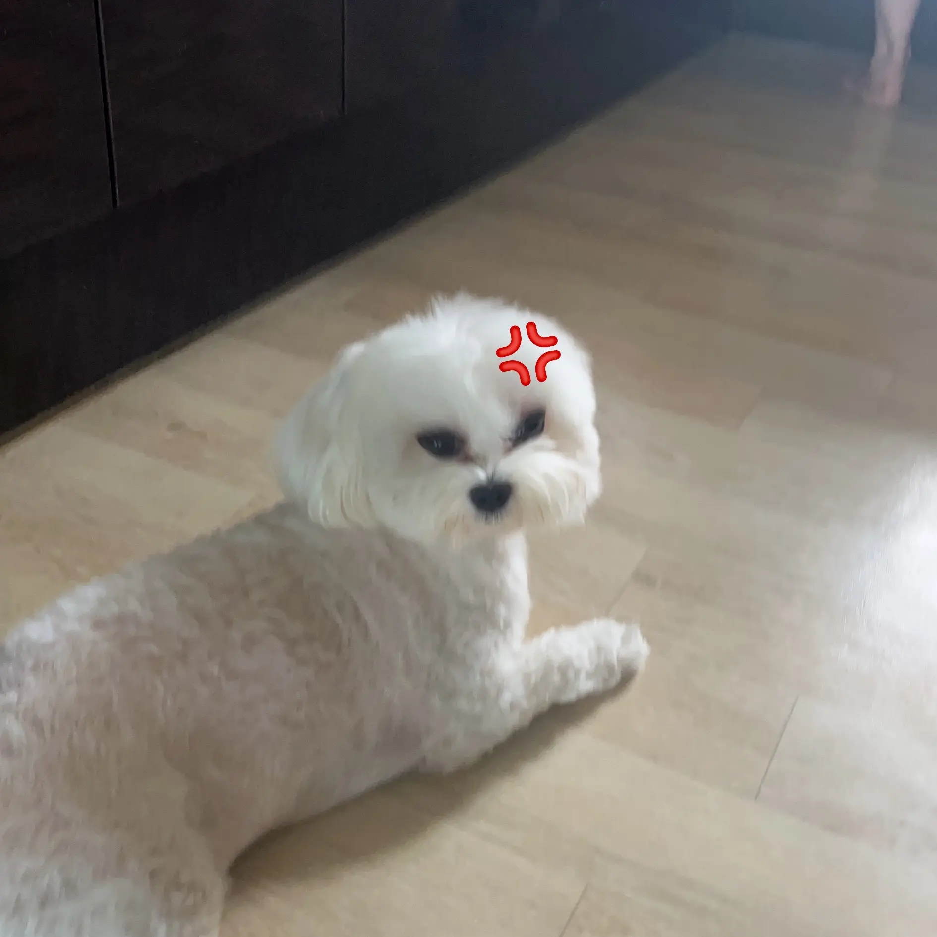 eeseeo의 금쪽이
