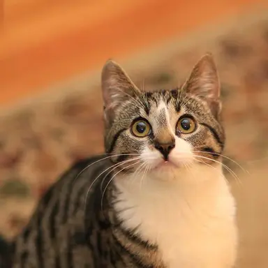 Profile image of 고양이1