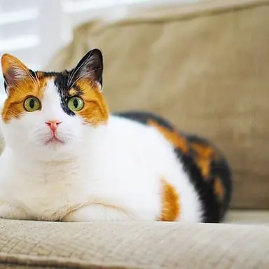 Profile image of 고양이2