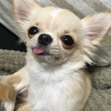 Profile image of 똥똥이