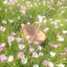 Profile image of ネコ