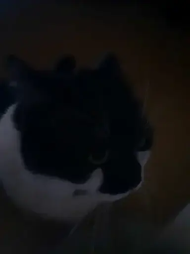 Profile image of Finnian