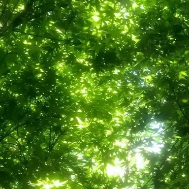 Profile image of 로보