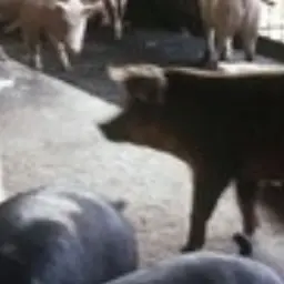 Profile image of 돼석