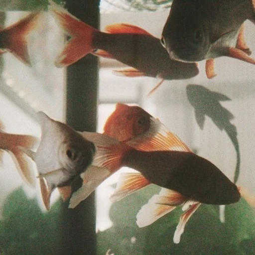 선