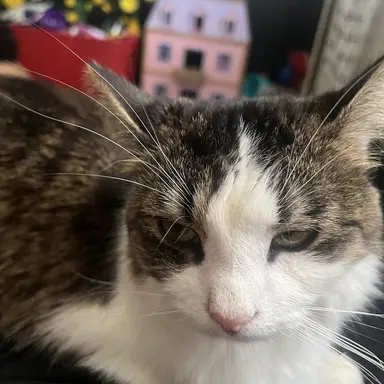 Profile image of Remy Rose