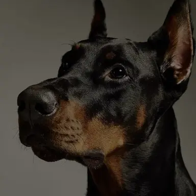 Profile image of Crusher