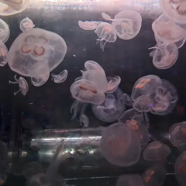 Profile image of 키요시 여우