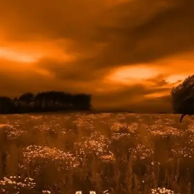 Profile image of 코마