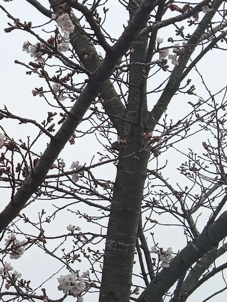 FrayedSalt7649의 れんごー