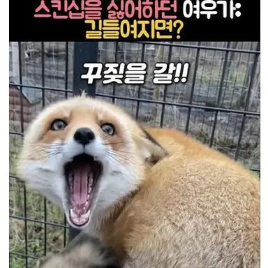 Profile image of 여우