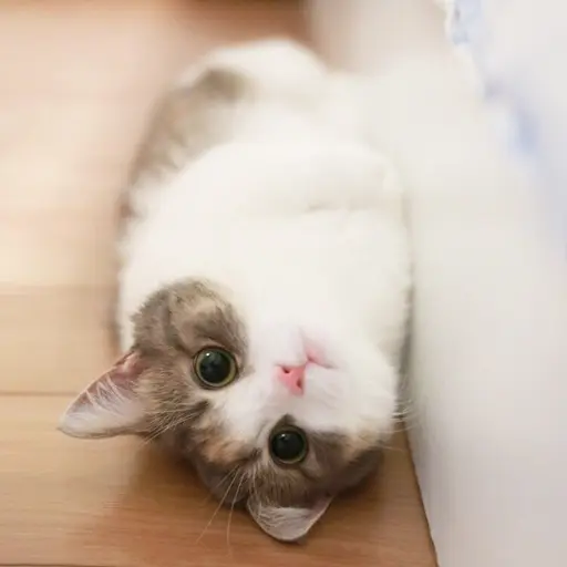 DenseBongo4098의 하랑이