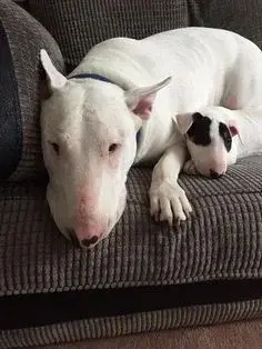 Profile image of Abusive dog owners