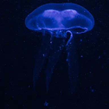 Profile image of 푸른 해파리