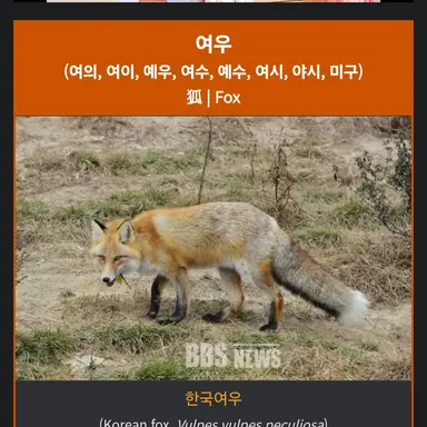 Profile image of 여우