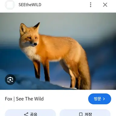 Profile image of 여우